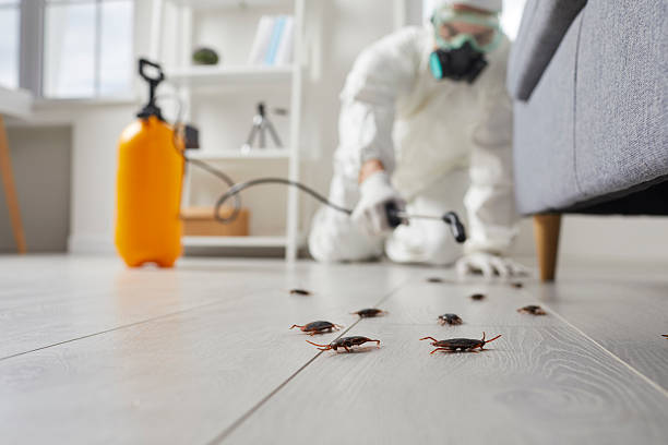 Commercial Kitchen Cockroach Control in Dent